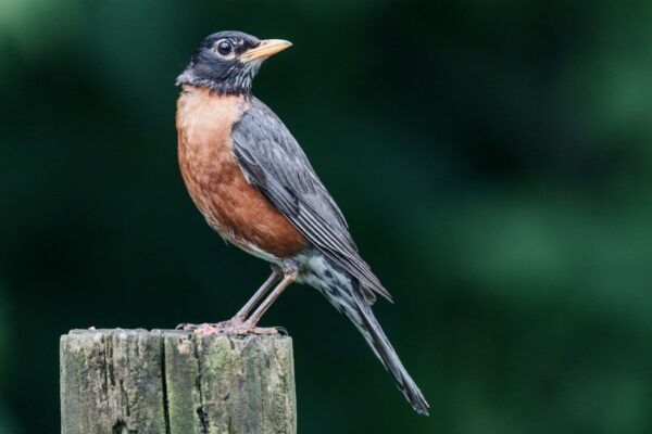 Canon R10 được trang bị hệ thống lấy nét Dual Pixel CMOS AF II tiên tiến, kế thừa từ Canon EOS R3, với 651 điểm AF bao phủ gần toàn bộ khung hình, mang lại tốc độ bắt nét nhanh, độ nhạy cao và độ chính xác vượt trội