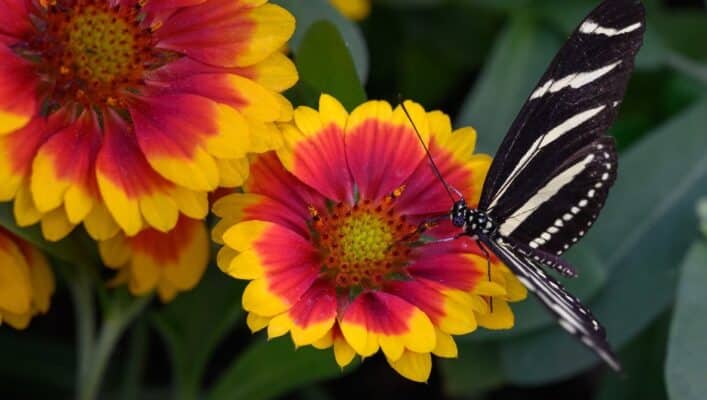 Z MC 105mm f/2.8 VR S excels ở chụp macro với tỷ lệ phóng đại 1:1