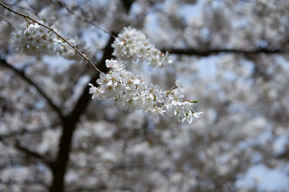 Dải dynamic range rộng giúp bạn có thể tự tin chụp được những bức ảnh sắc nét