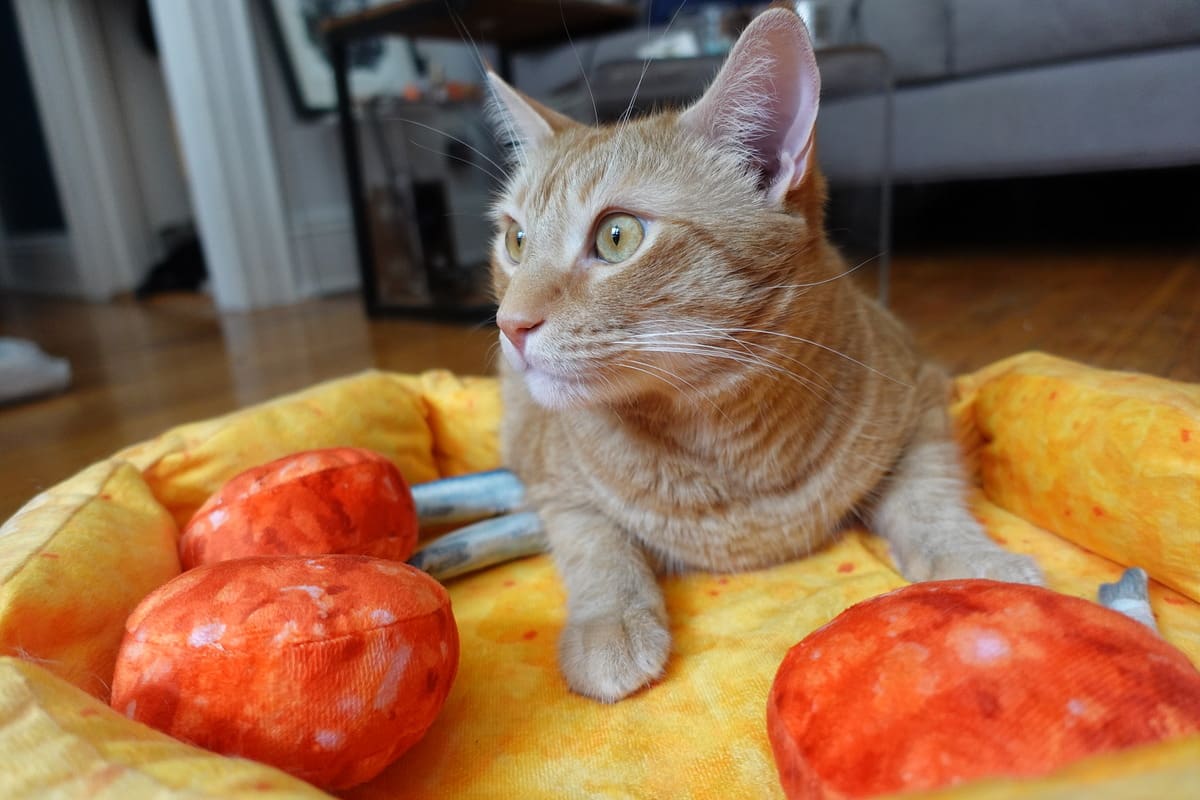 Sony ZV-1 cũ với khả năng quay video 4K chuyên nghiệp cùng tính năng làm mờ phông Background Defocus