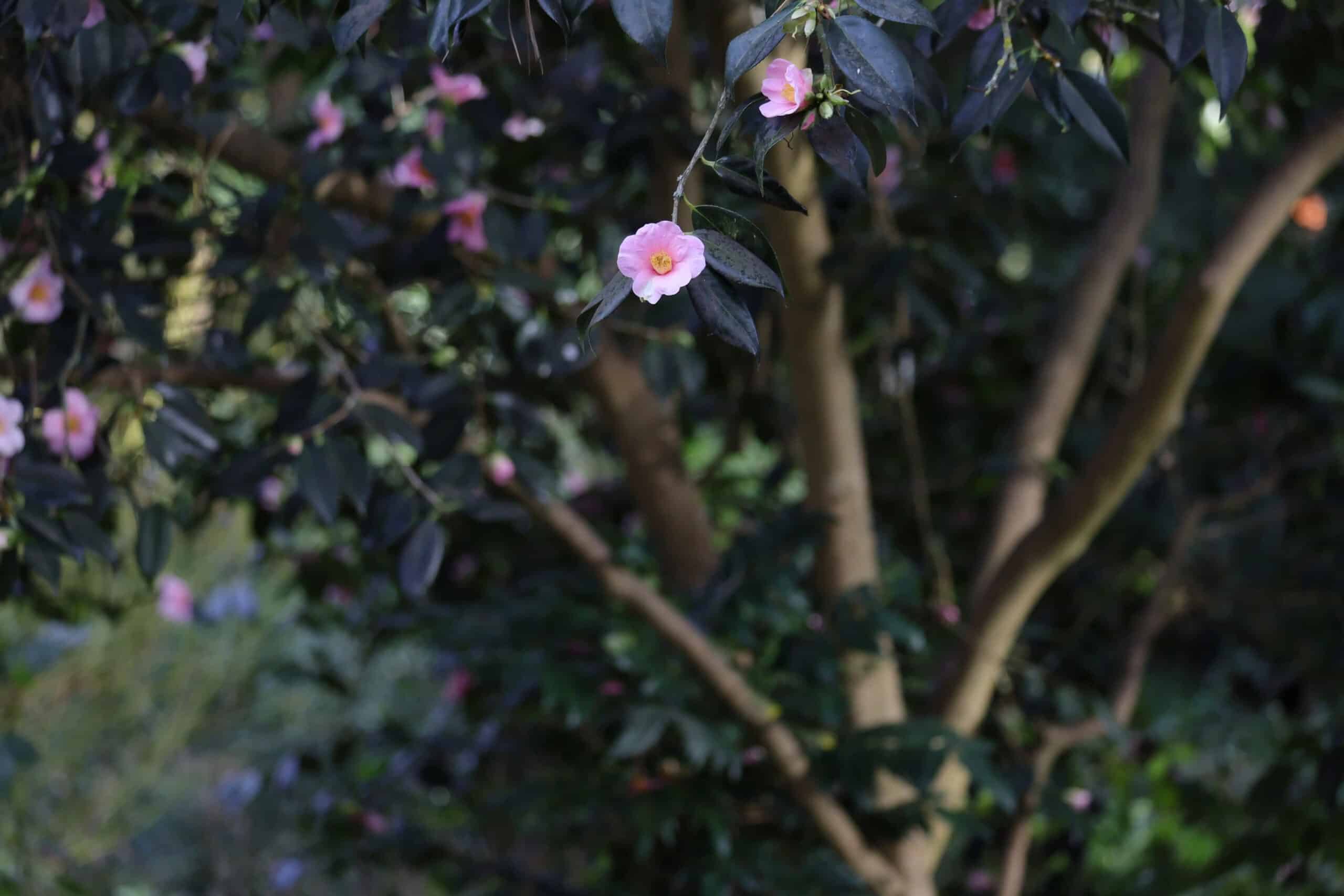 Trang bị hệ thống lấy nét tự động Dual Pixel CMOS AF với 4779 điểm lấy nét