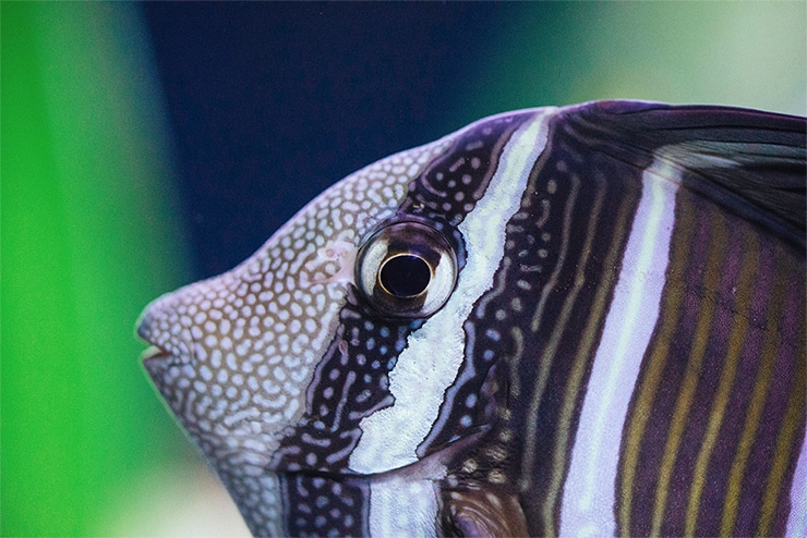 Cảm biến Full-frame CMOS 30MP cho ra những bức ảnh sắc nét và sống động