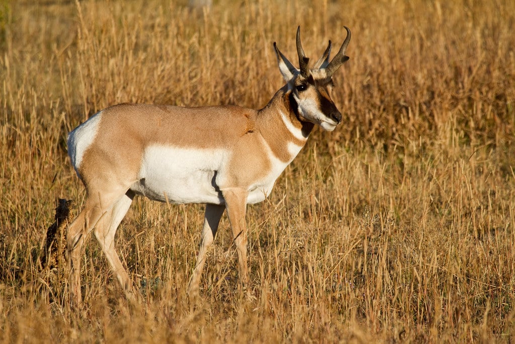 Công nghệ Dual Pixel CMOS AF tăng cường tốc độ lấy nét và khả năng lấy nét mượt mà khi quay video