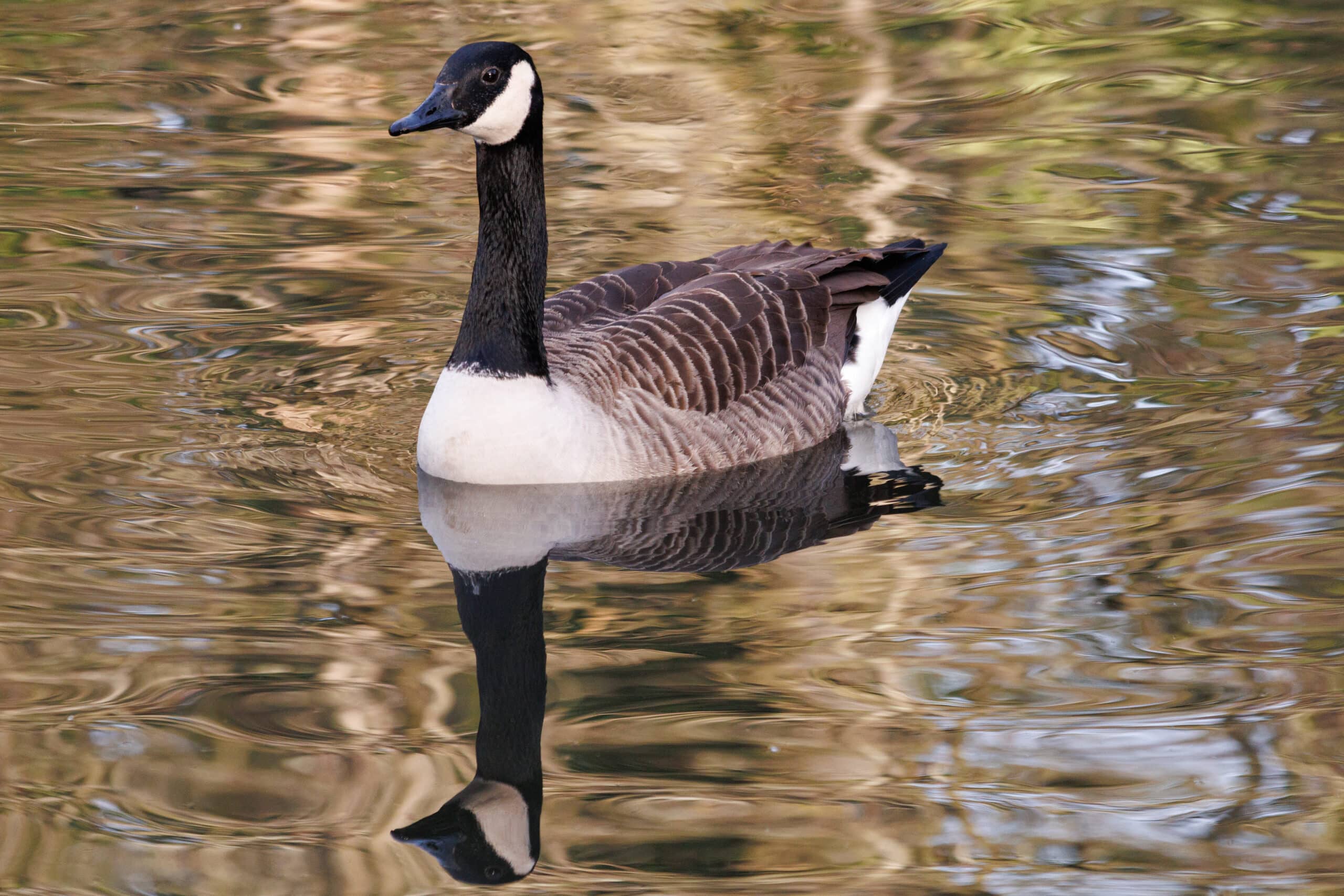 Hệ thống lấy nét tiên tiến dễ dàng nhận diện và bám sát khuôn mặt/mắt, đảm bảo chủ thể luôn sắc nét ngay cả khi chuyển động