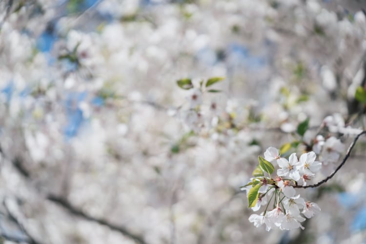 Bên cạnh khả năng bắt nét nhanh, FE 50-150mm F2 GM hoạt động rất ổn trong các tình huống chụp cận cảnh