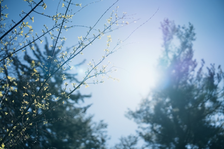 Khả năng kiểm soát flare tốt, tuy vẫn xuất hiện bóng ma nhẹ khi chụp ngược sáng