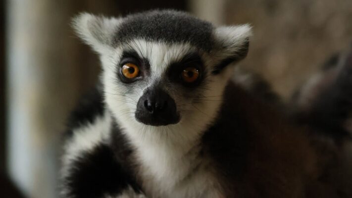 75-300mm f/4-5.6 sử dụng khẩu độ thay đổi từ f/4 đến f/5.6