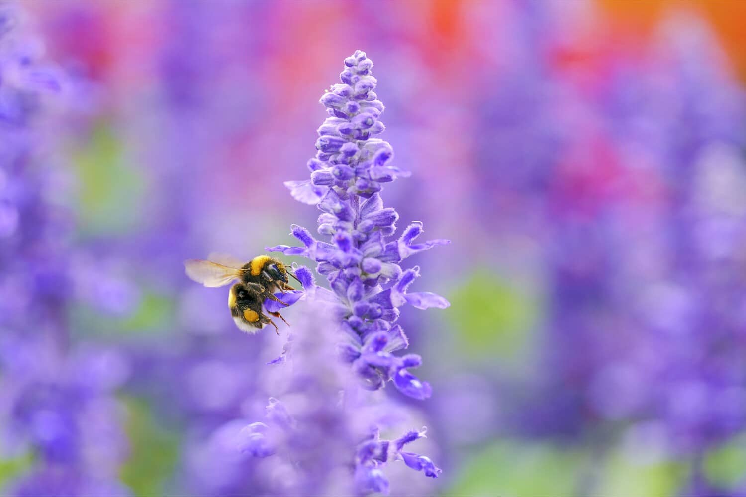 Khẩu độ tròn 9 lá mang lại hiệu ứng bokeh mượt mà, làm nổi bật chủ thể trên nền mờ mềm mại, lý tưởng cho cả chụp macro và chân dung