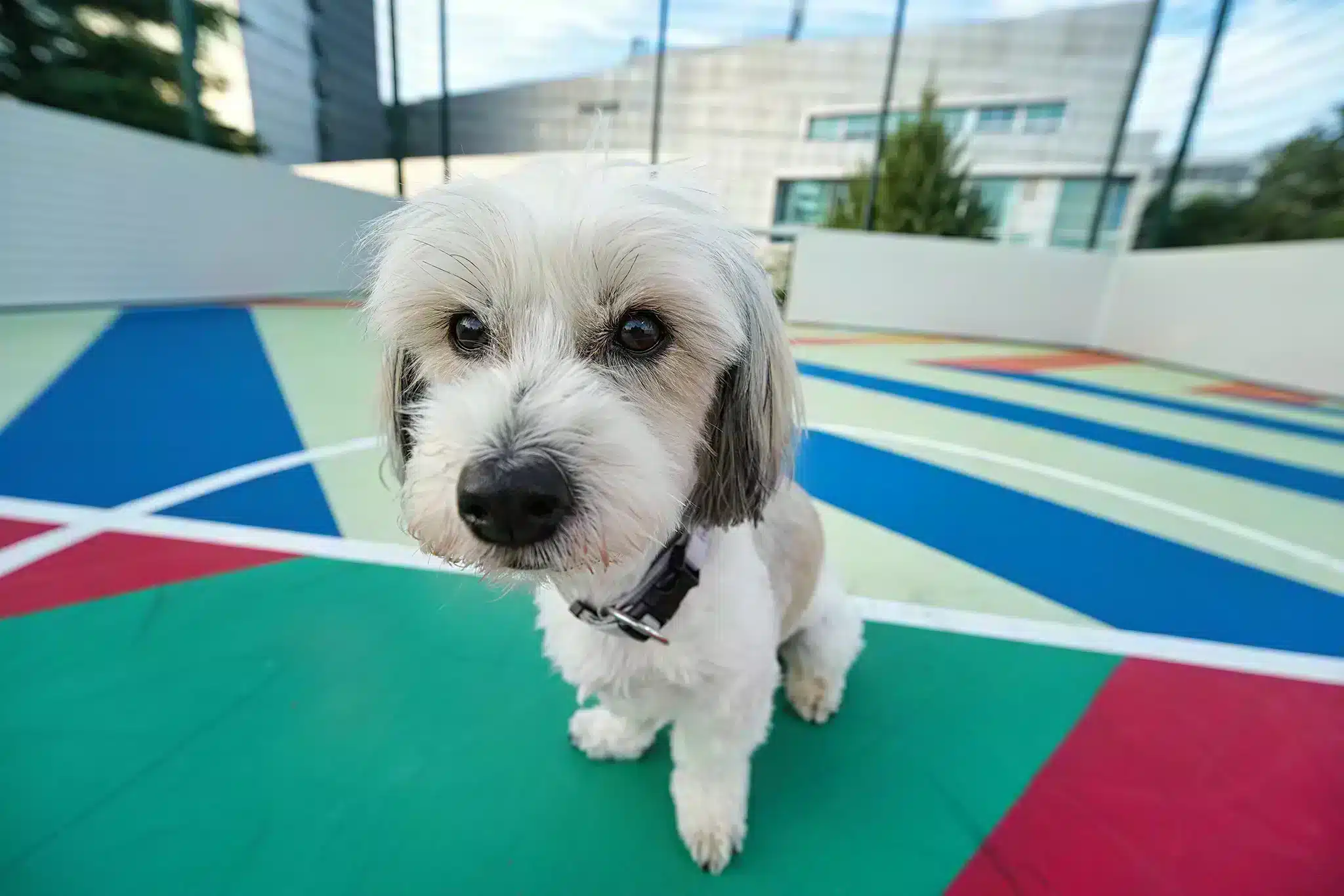 Điểm mạnh nổi bật là khả năng lấy nét ở khoảng cách chỉ 0,13m