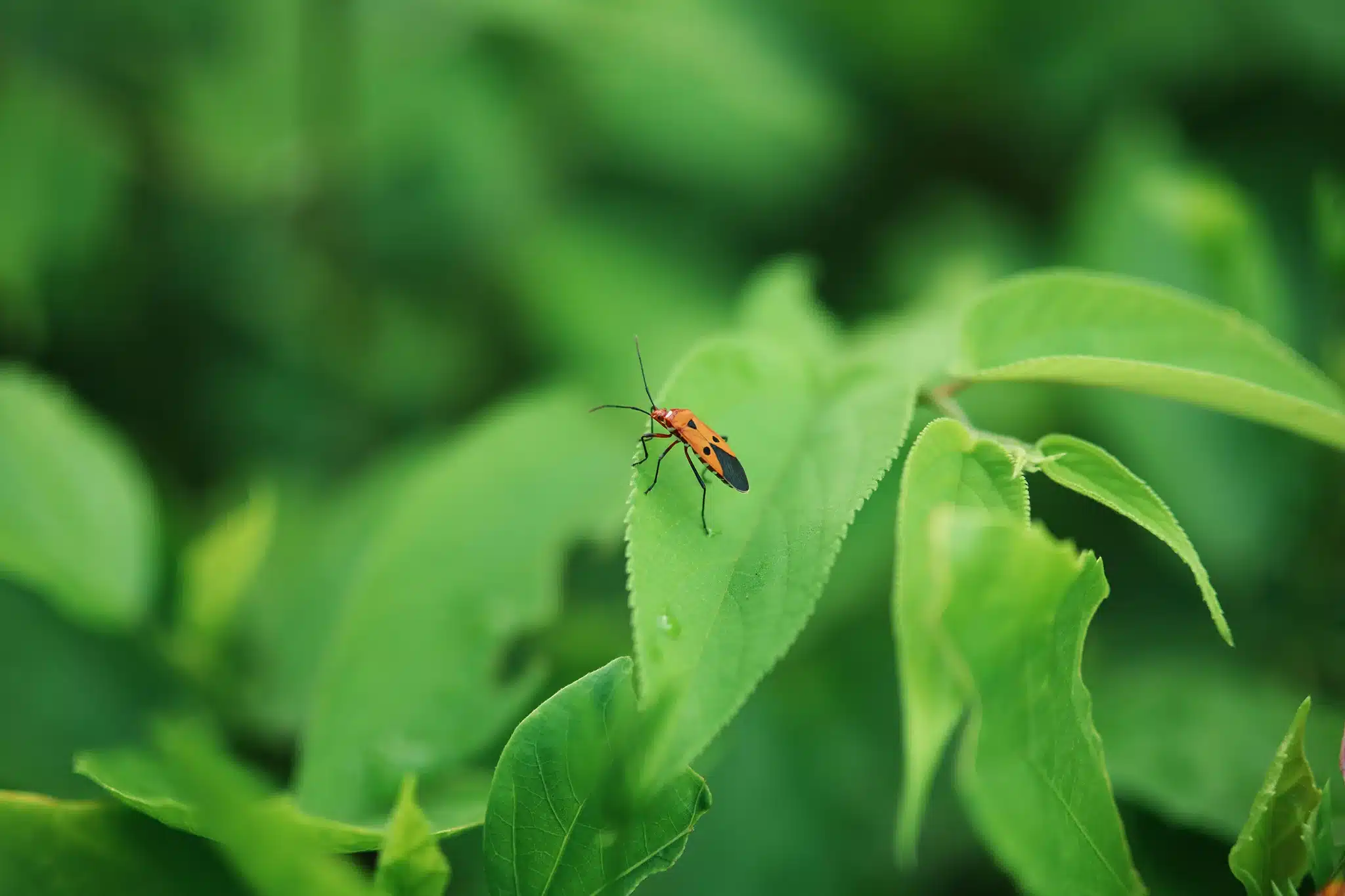 Khoảng cách lấy nét tối thiểu 0,5m, kết hợp khẩu độ lớn f/1.2, ống kính dễ dàng ghi lại những bức ảnh chân dung cận cảnh, tĩnh vật hoặc sản phẩm với hiệu ứng nền mờ độc đáo