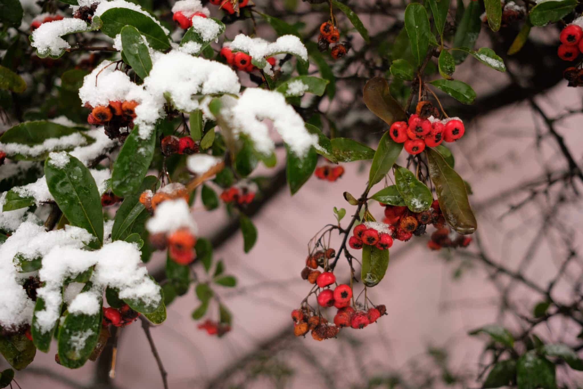 Fujifilm XF 23mm f/2 R WR được tích hợp động cơ bước (Stepping Motor – STM), mang đến khả năng lấy nét tự động cực nhanh và chính xác