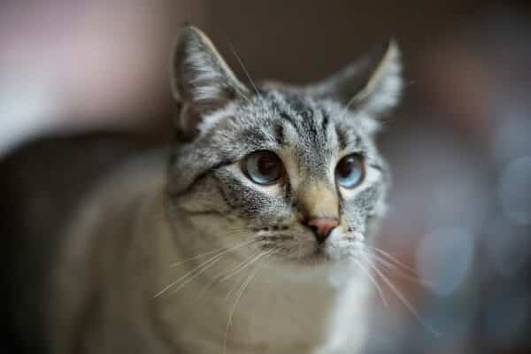 Nguyên Nhân Ảnh Bị Nhòe và Cách Khắc Phục