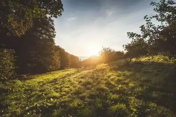 Sự Khác Biệt Giữa Ảnh RAW vs JPEG