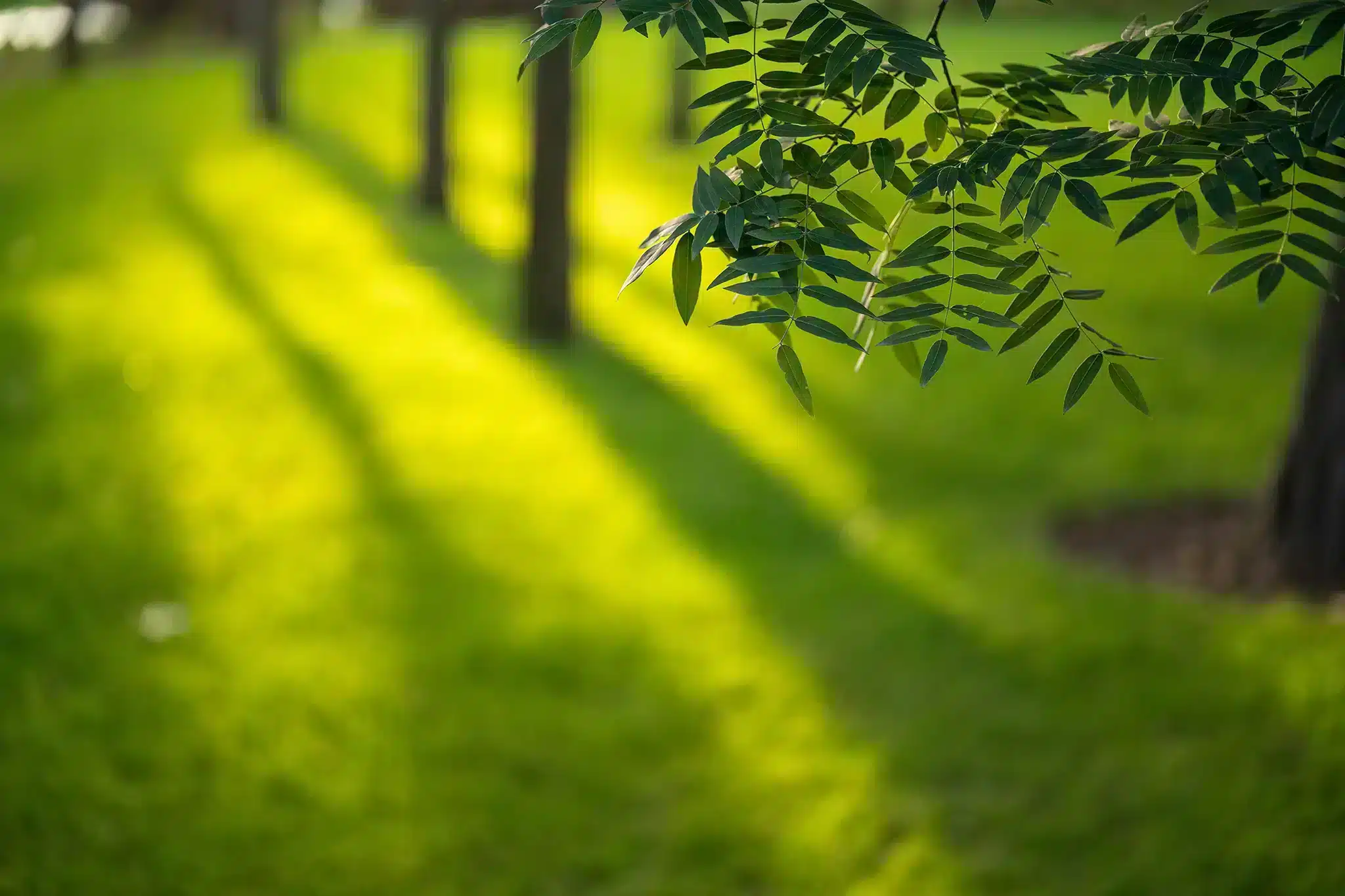 Viltrox 85mm f/2.0 EVO FE có khoảng cách lấy nét tối thiểu chỉ 0,74m cùng độ phóng đại tối đa 0,13x, cho phép chụp cận cảnh các chi tiết nhỏ