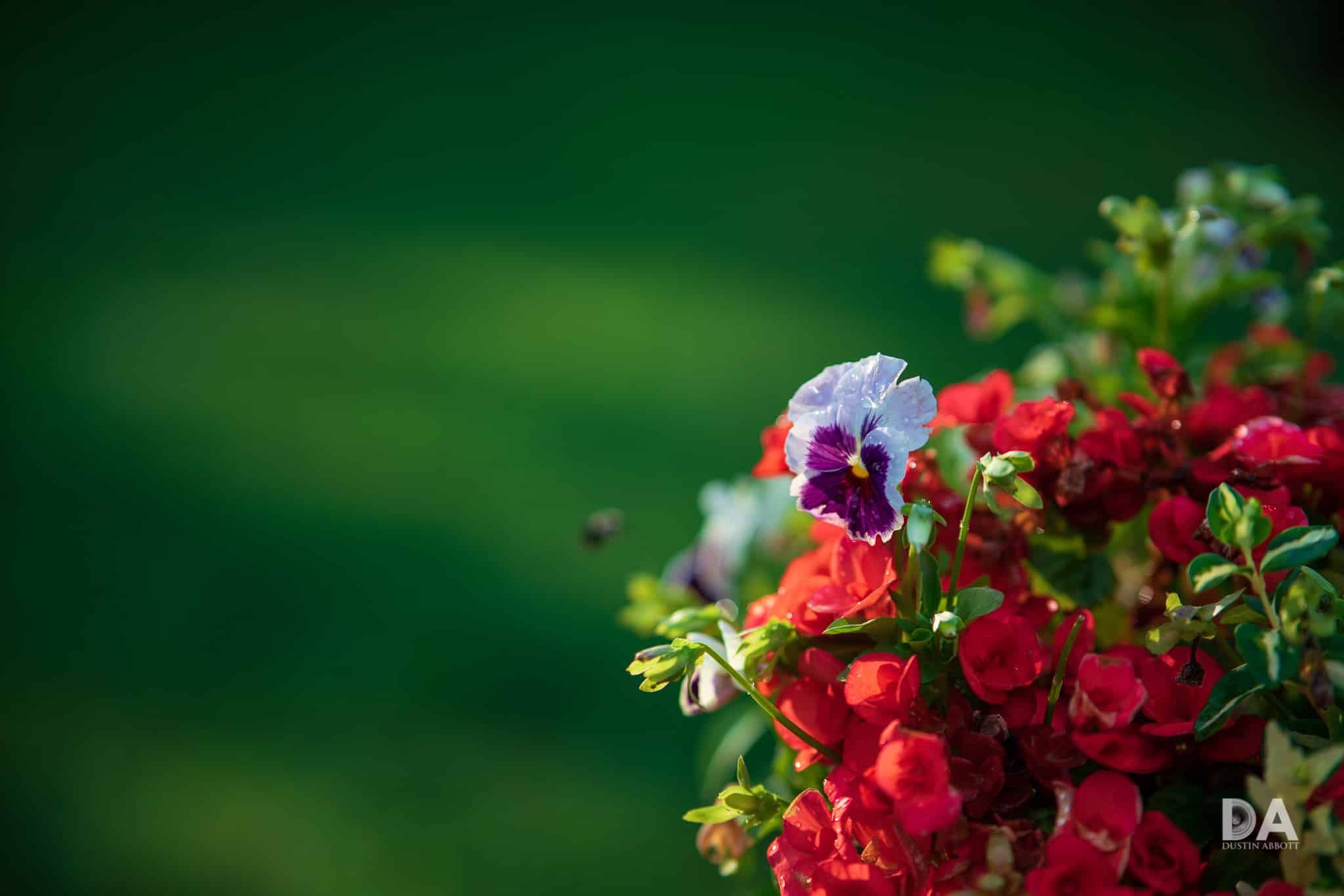 Viltrox 85mm f/1.8 Mark II với khẩu độ lớn hơn f/1.8 tạo bokeh sáng hơn, nhưng các vòng sáng ở viền dễ bị méo nhẹ