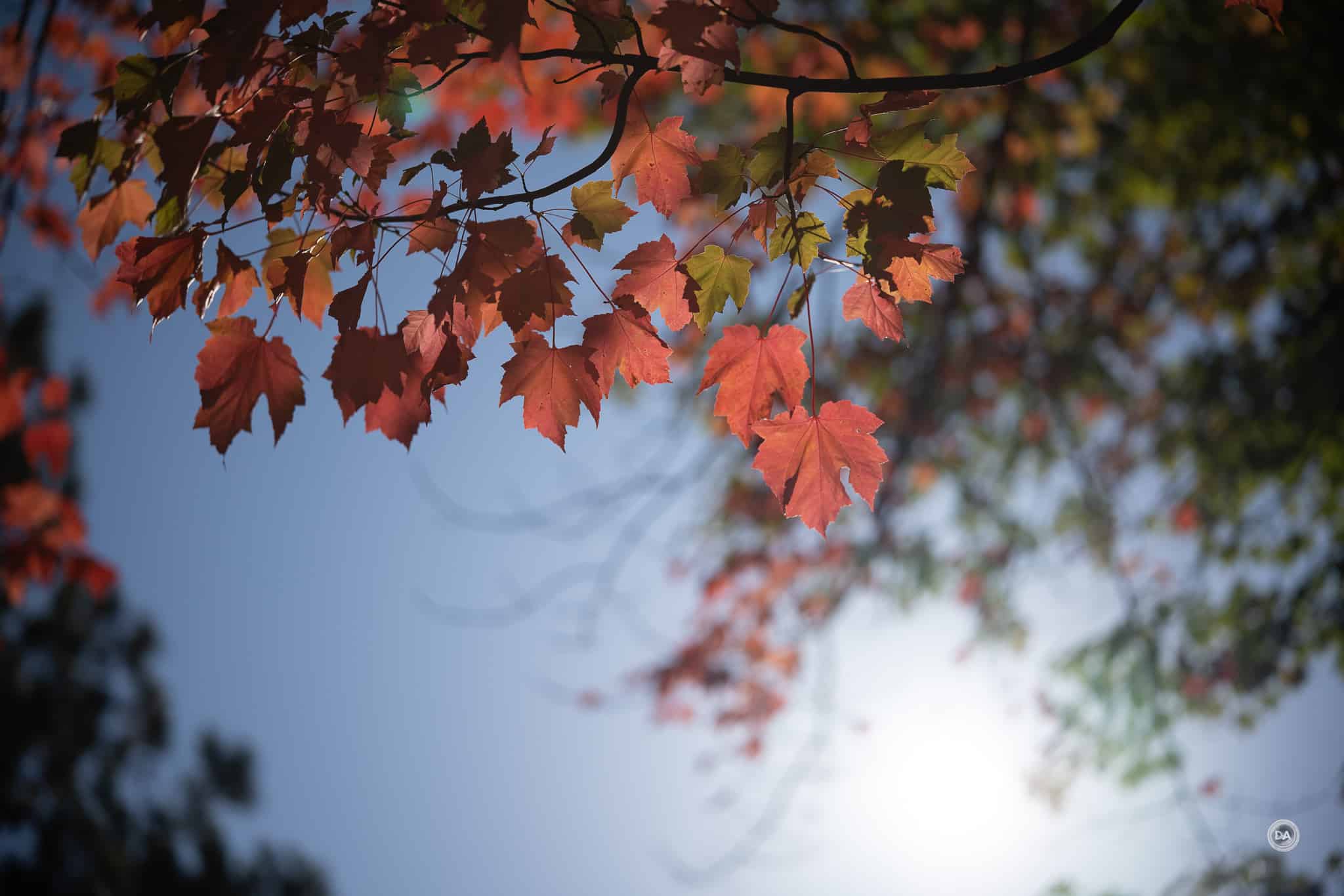 Viltrox 85mm f/2.0 EVO gần như loại bỏ hoàn toàn hiện tượng ghosting và flare khi chụp ngược sáng, đồng thời tạo sunstar 18 cánh sắc nét ở khẩu f/11–f/16