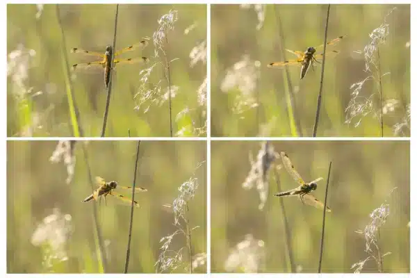 Máy ảnh Full-frame vs Micro Four Thirds