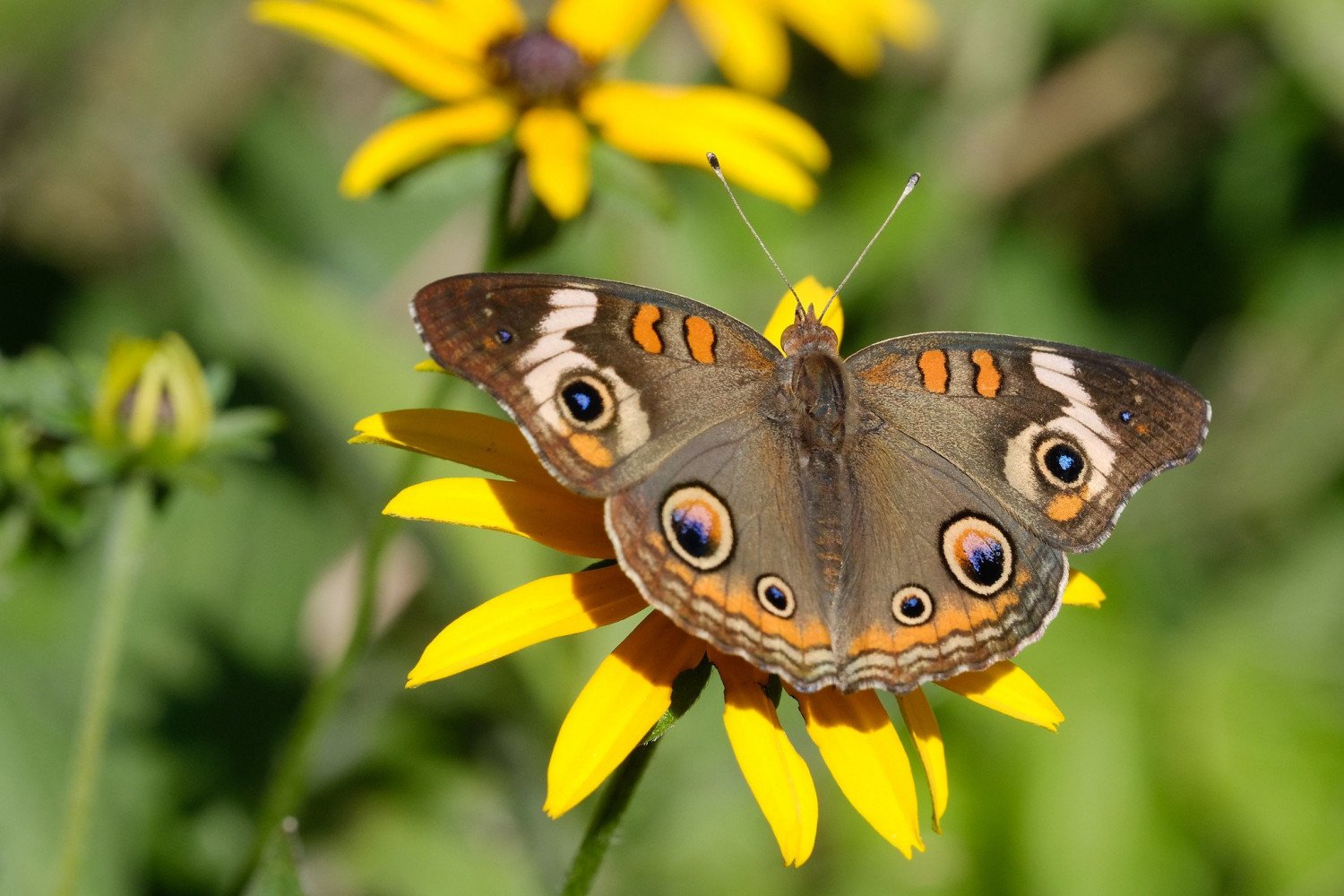 Động cơ tuyến tính (Linear Motor) cho khả năng lấy nét tự động mượt mà, chính xác