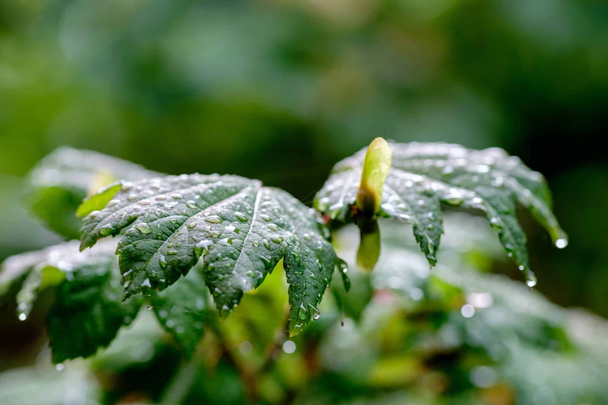 Sử dụng màng chắn khẩu độ gồm 7 lá khẩu tròn, hỗ trợ tạo hiệu ứng bokeh mịn, tròn và tự nhiên