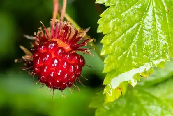 Top ống kính Canon RF tốt nhất năm 2025