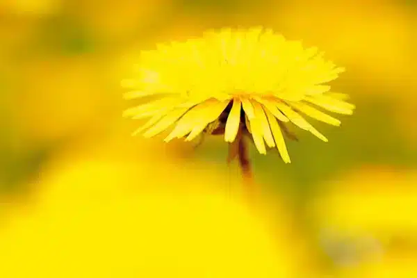 Tìm hiểu 10 nguyên nhân khiến ảnh không sắc nét và cách khắc phục