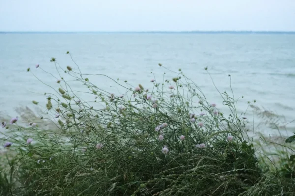 các giả lập màu film Fujifilm