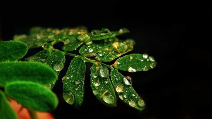 Chụp Macro là gì? Các Mẹo Chụp Macro Sắc Nét, Ấn Tượng