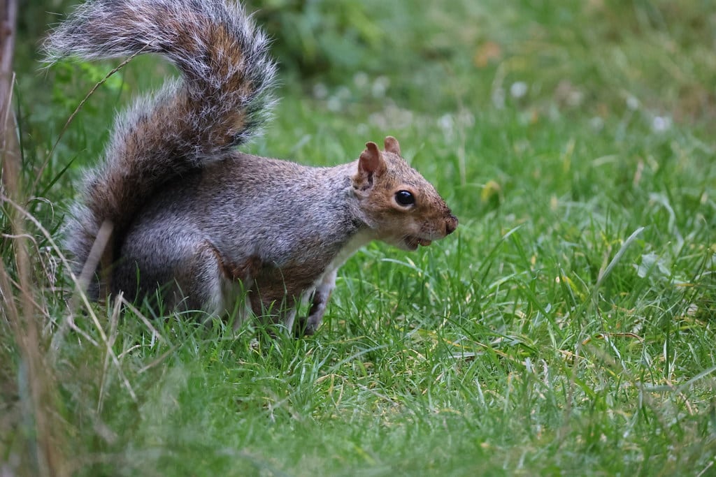 Canon RF 600mm f/11 IS STM được trang bị hệ thống chống rung quang học Image Stabilizer, cho khả năng bù rung lên tới 5 stop