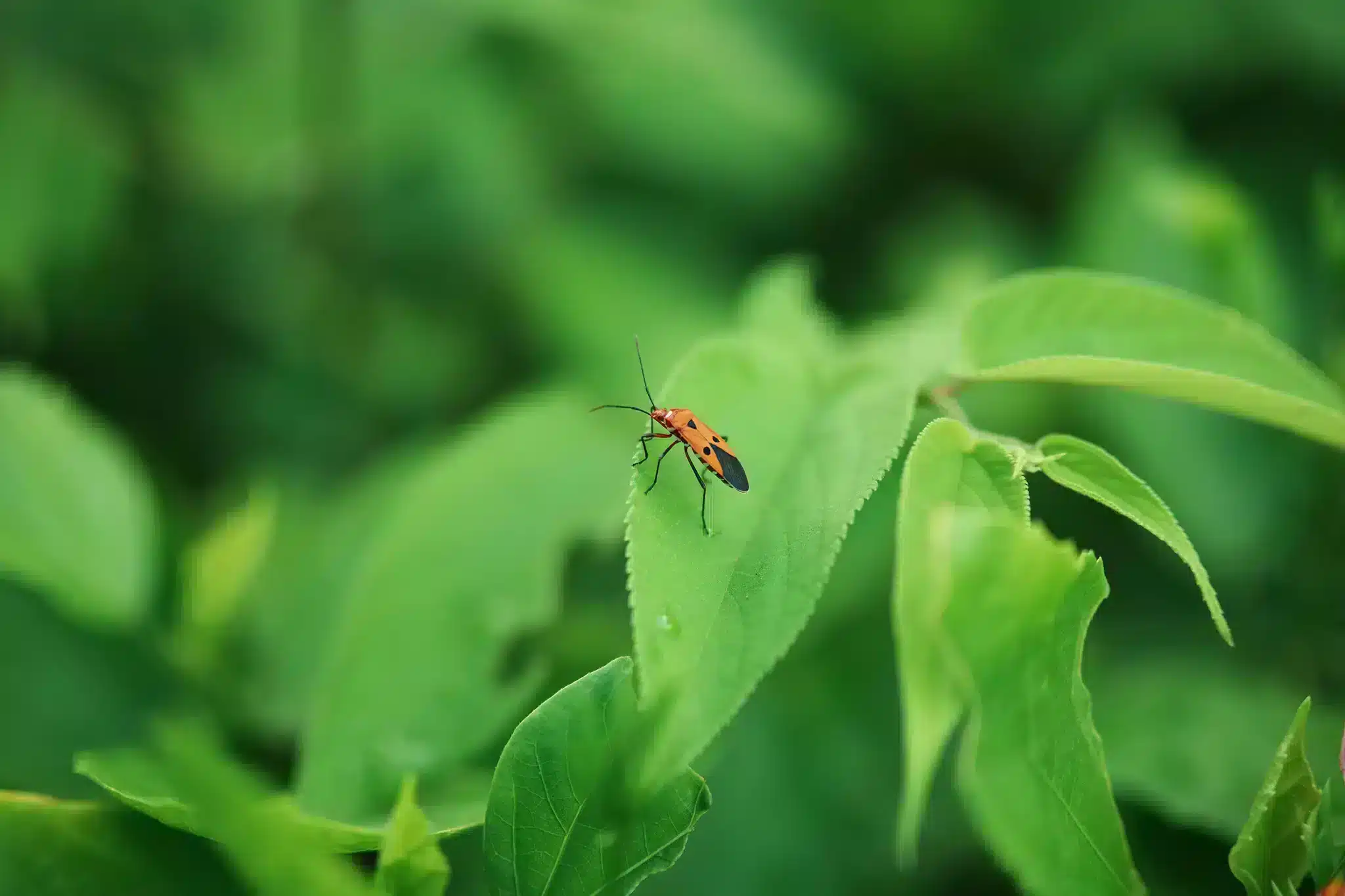 Khoảng cách lấy nét tối thiểu 0,5m giúp ống kính mở rộng đáng kể khả năng sáng tạo