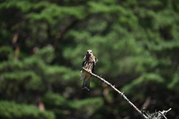 Hiệu năng lấy nét