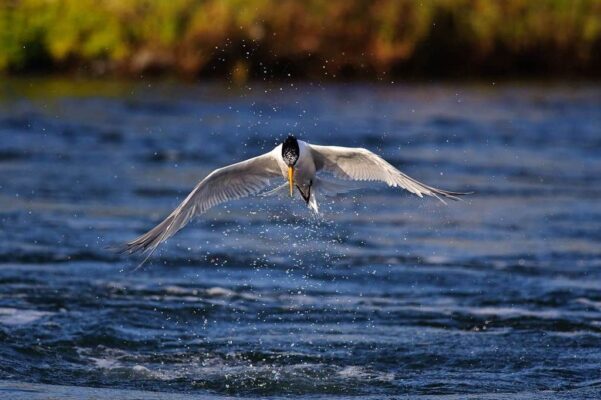 Tốc độ màn chập chậm