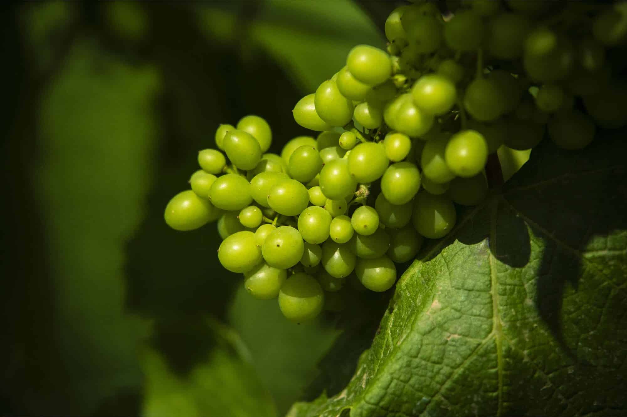 Tamron 28-300mm f/4-7.1 Di III VC VXD còn hỗ trợ chụp cận cảnh với khoảng cách lấy nét tối thiểu chỉ 19.1cm ở đầu góc rộng