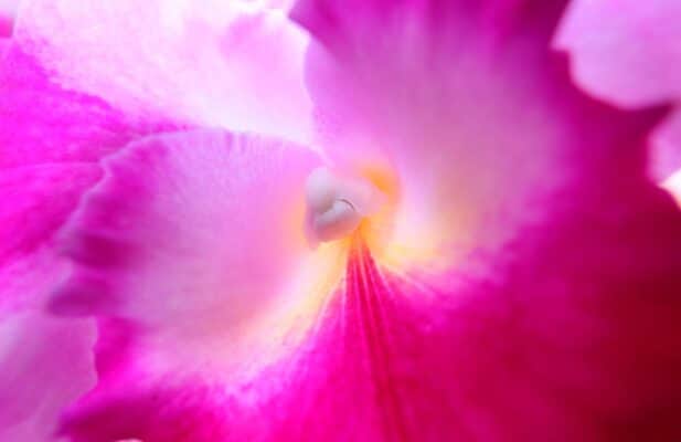 Canon RF 15-30mm f/4.5-6.3 IS STM