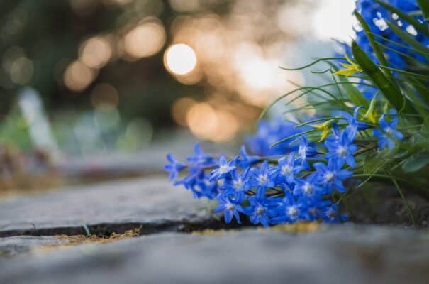 Nikon NIKKOR Z MC 50mm f/2.8 Macro