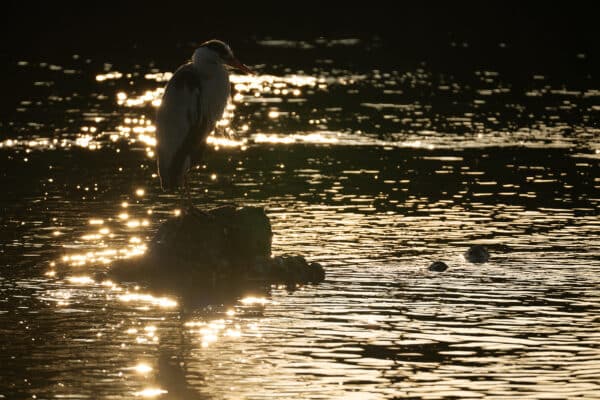 Sigma 100-400mm f/5-6.3 DG DN OS (C)