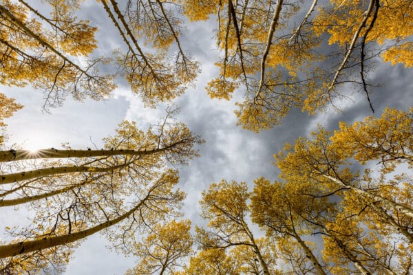 Sigma 14mm f/1.8 DG HSM Art