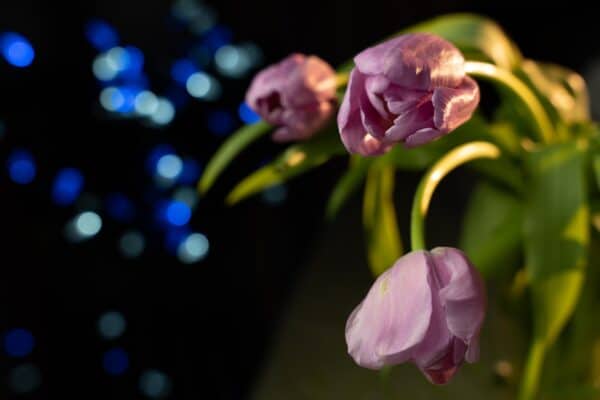 Chất lượng hình ảnh của Sigma 24-70mm f2.8