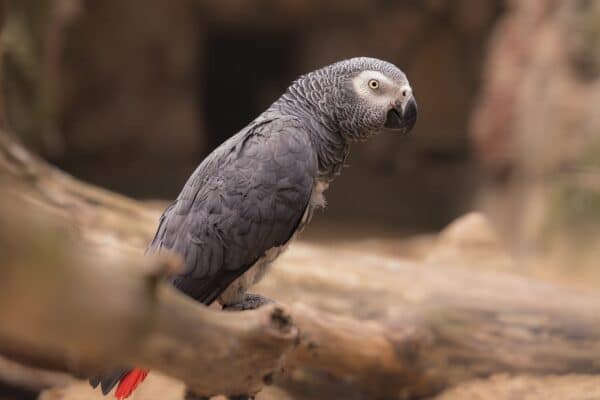 Tính đa dụng của Sigma 24-70mm f2.8