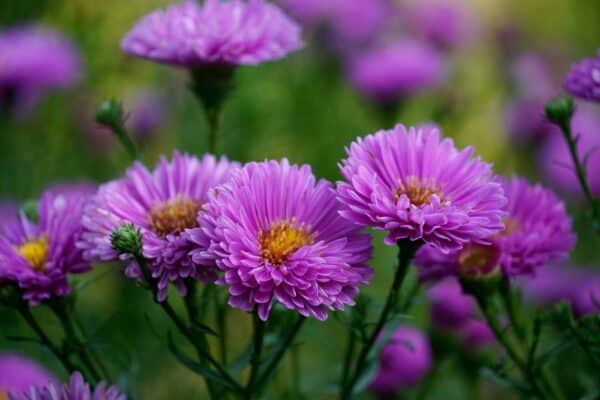 Chất lượng hình ảnh của Sony E 18-135mm f3.5-5.6 OSS
