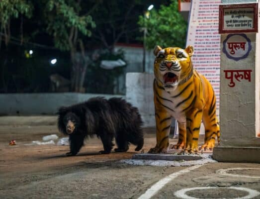 Tác phẩm ‘Bear at the Tiger Temple’ của Rajarshi Banerji – Giải Đồng