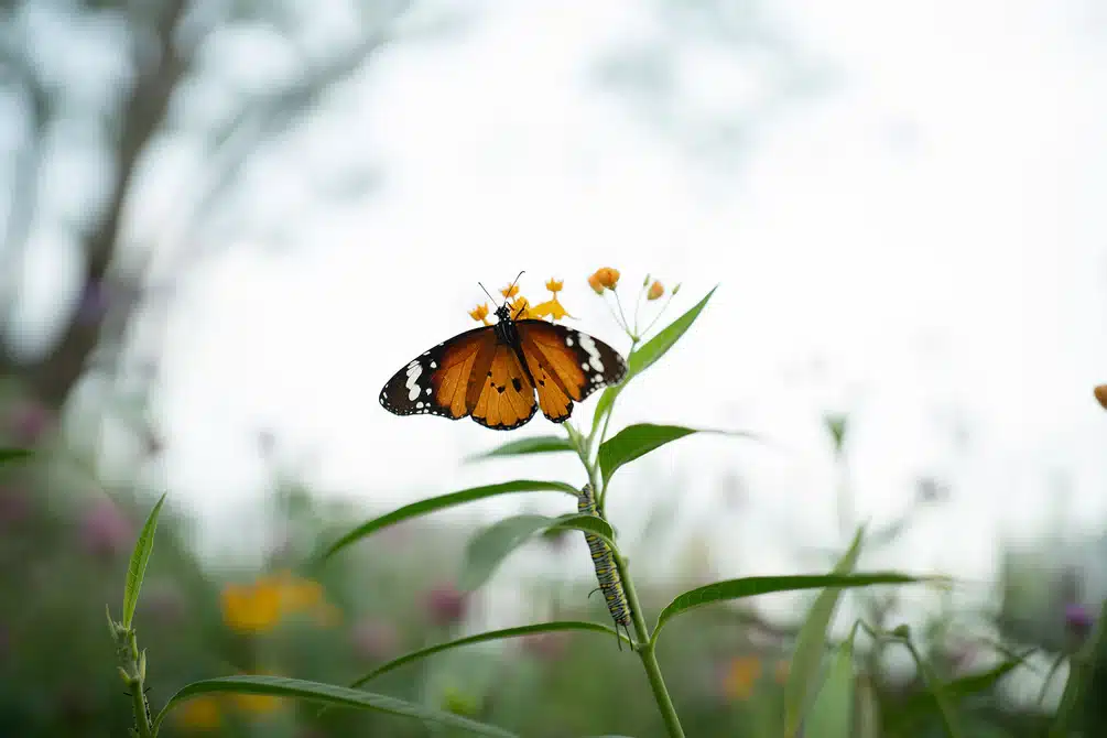 Khoảng cách lấy nét tối thiểu chỉ 0,34m, Viltrox 35mm f/1.8 II EVO cho phép khai thác các chi tiết cận cảnh sắc nét trong khi vẫn giữ được đặc trưng quang học APO