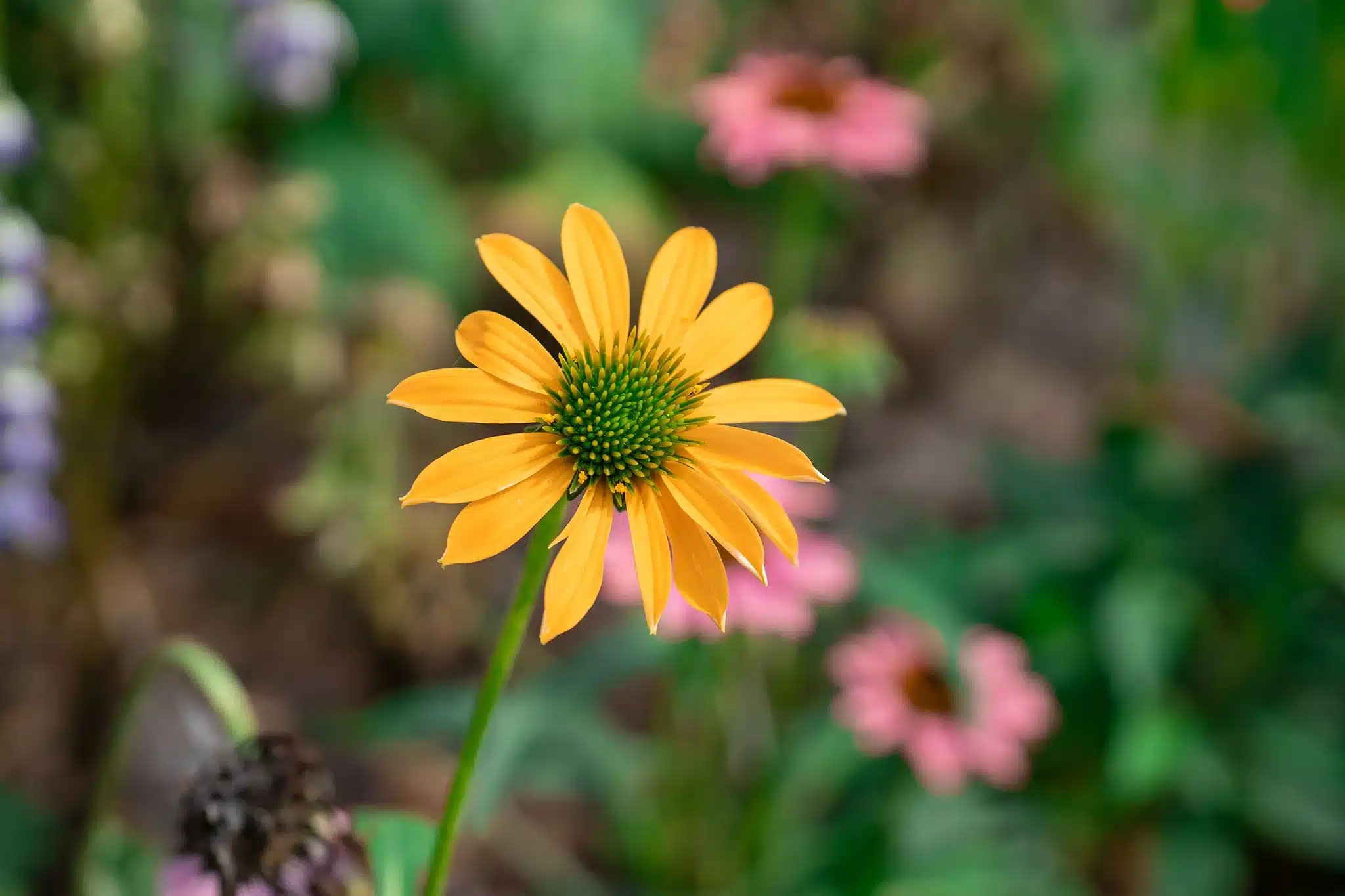 Kết hợp với thiết kế APO, chất lượng hình ảnh vẫn được duy trì ổn định ở khoảng cách gần