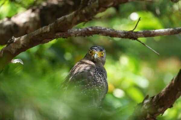 Sony FE 300mm f2.8 GM OSS phù hợp với ai?