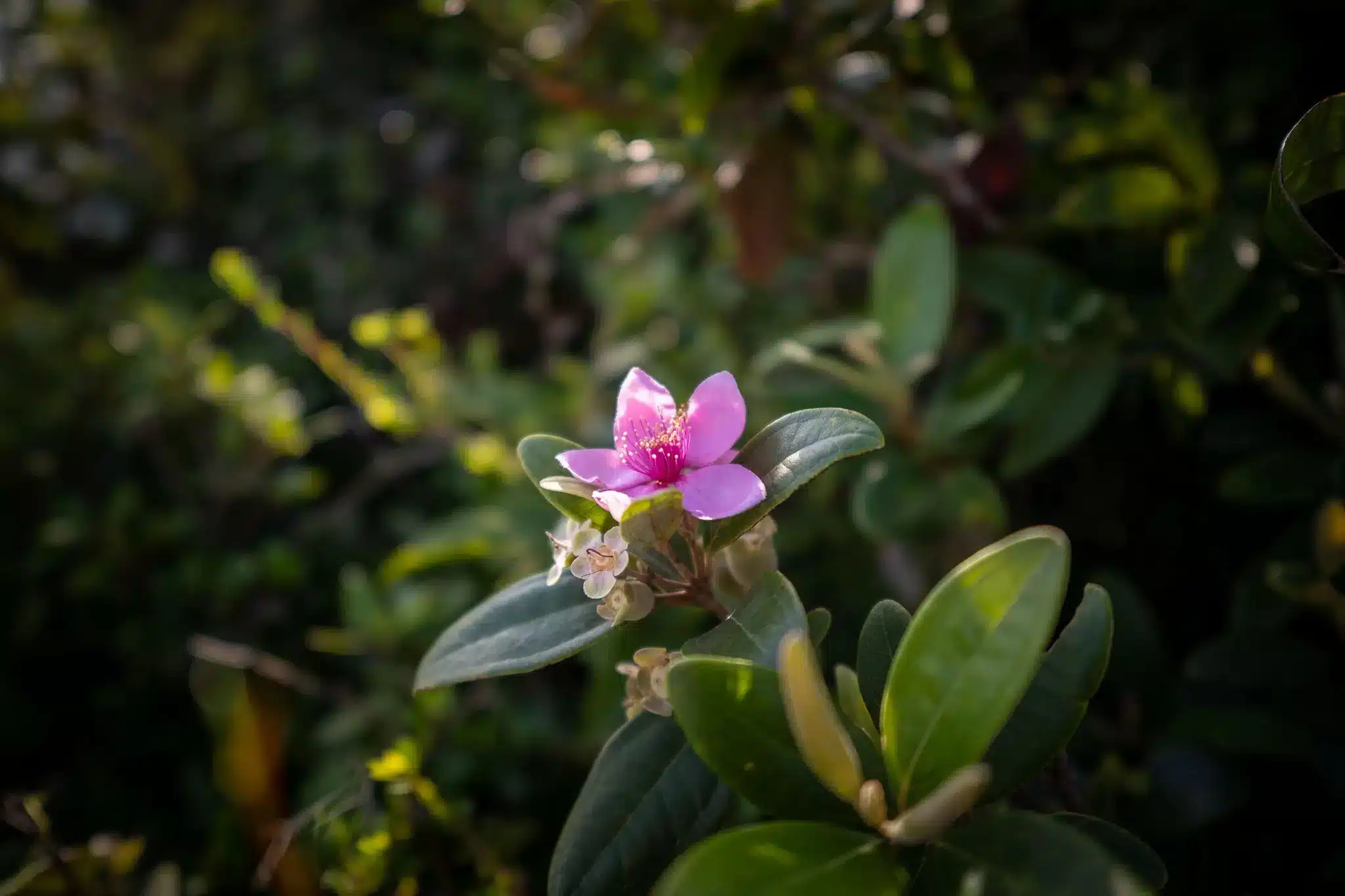 Viltrox 15mm f/1.7 Air For Fujifilm X