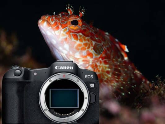 Canon EOS R8 Mark II