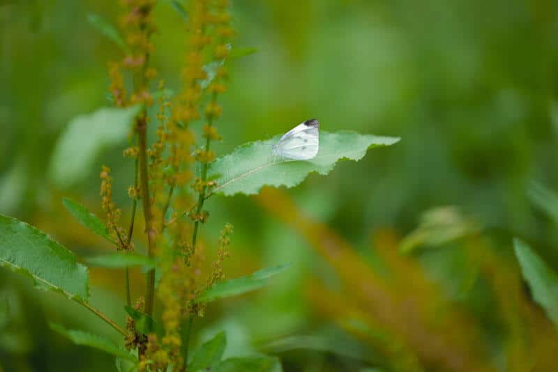 Ảnh mẫu bướm trắng đậu trên lá chụp bằng Sigma 85mm f/1.2 DG Art, nền xanh xóa phông